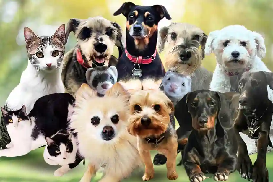 Artículos de limpieza para mascotas y clínicas veterinarias